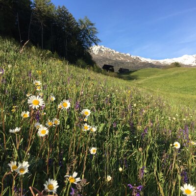 Mountain meadow