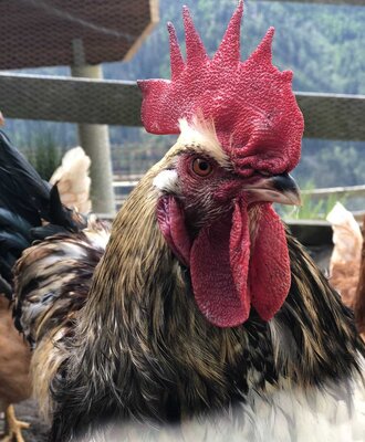 A proud rooster on the idyllic farmhouse with a scenic mountain backdrop.
