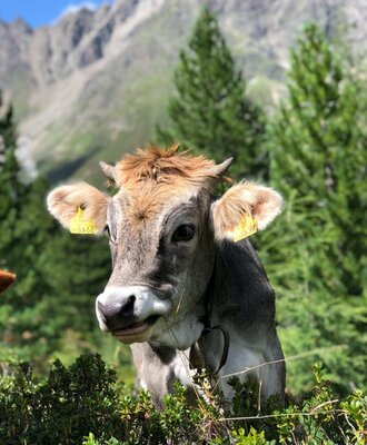 A curious cow on the farmhouse's alpine pasture set against an idyllic mountain backdrop.