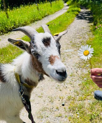 Goat