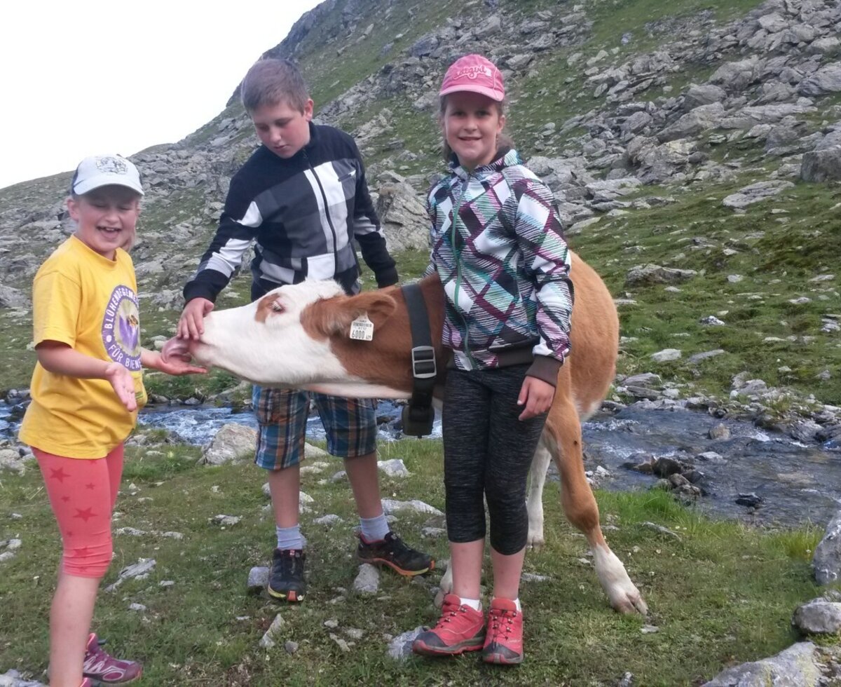 We visit our animals on the high alpine pasture.