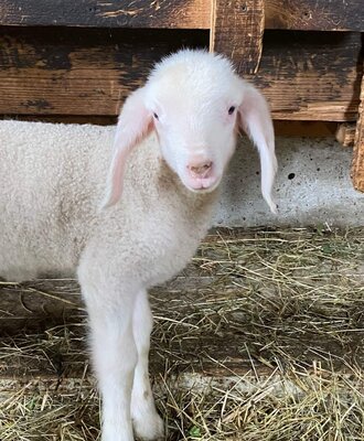 A lamb at the Farm House, highlighting the property's farm setting.