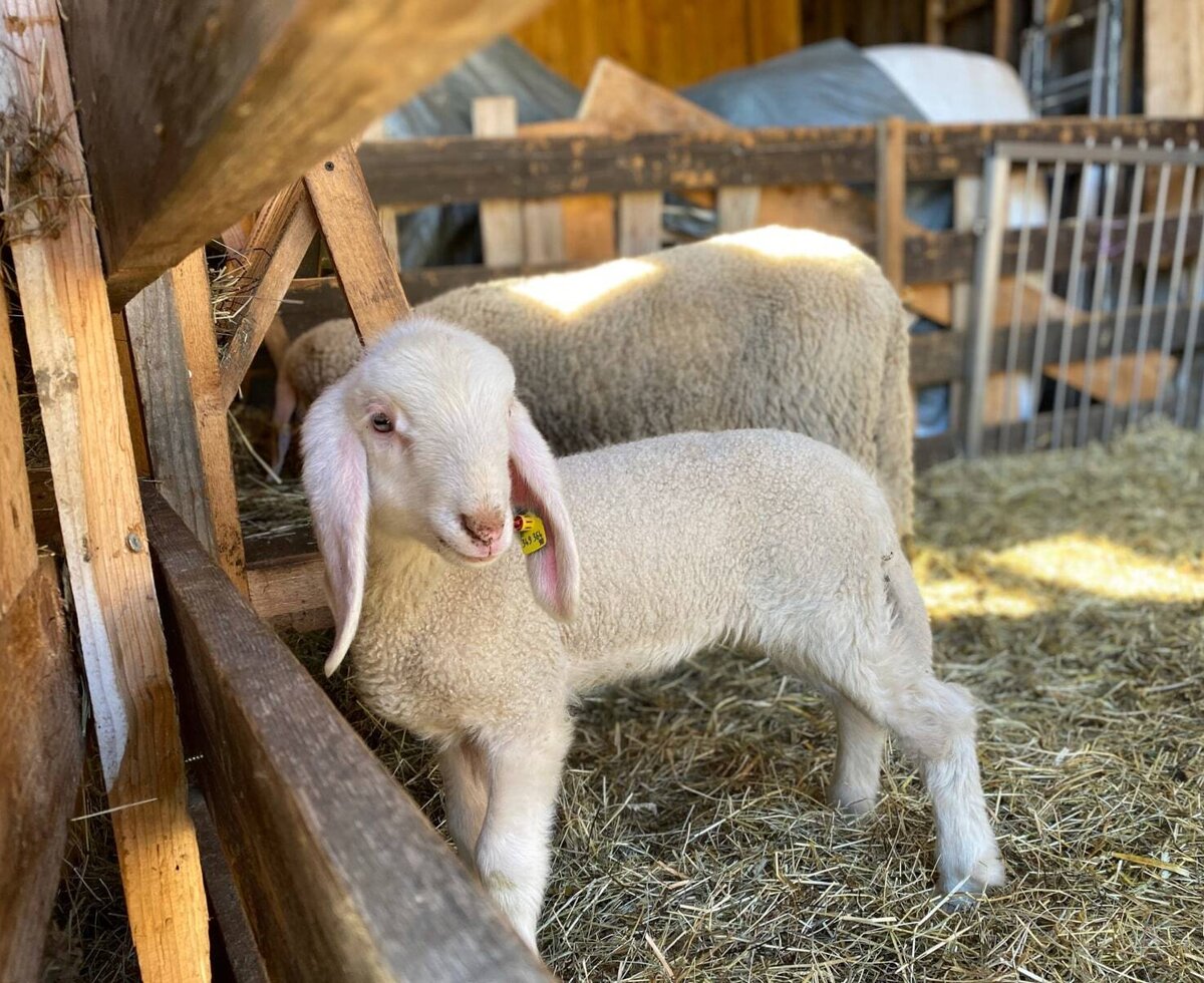 A lamb and a sheep in a hay-filled pen at the Farm House.