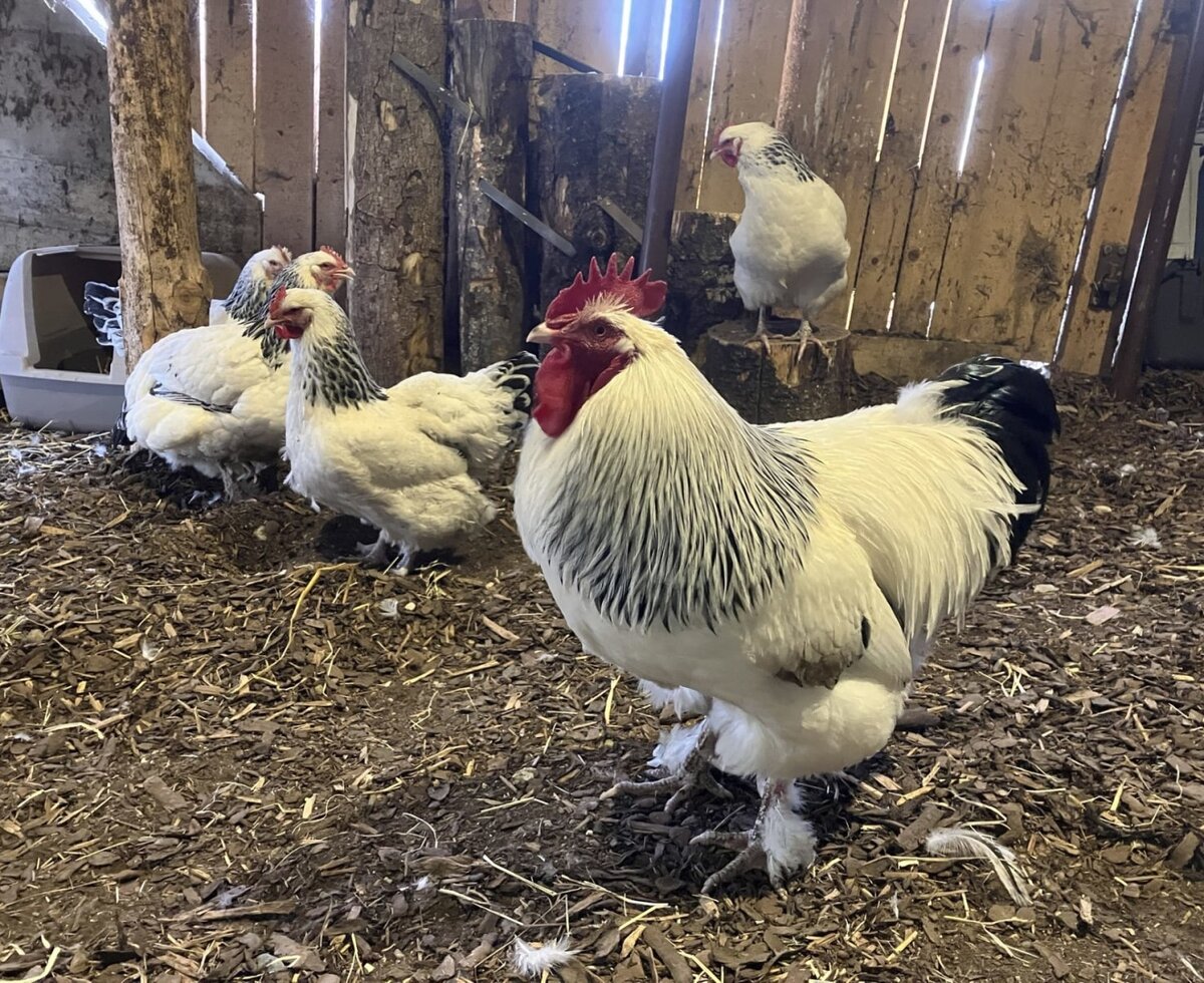 The bed and breakfast's charming chickens and a handsome rooster in their cozy coop.