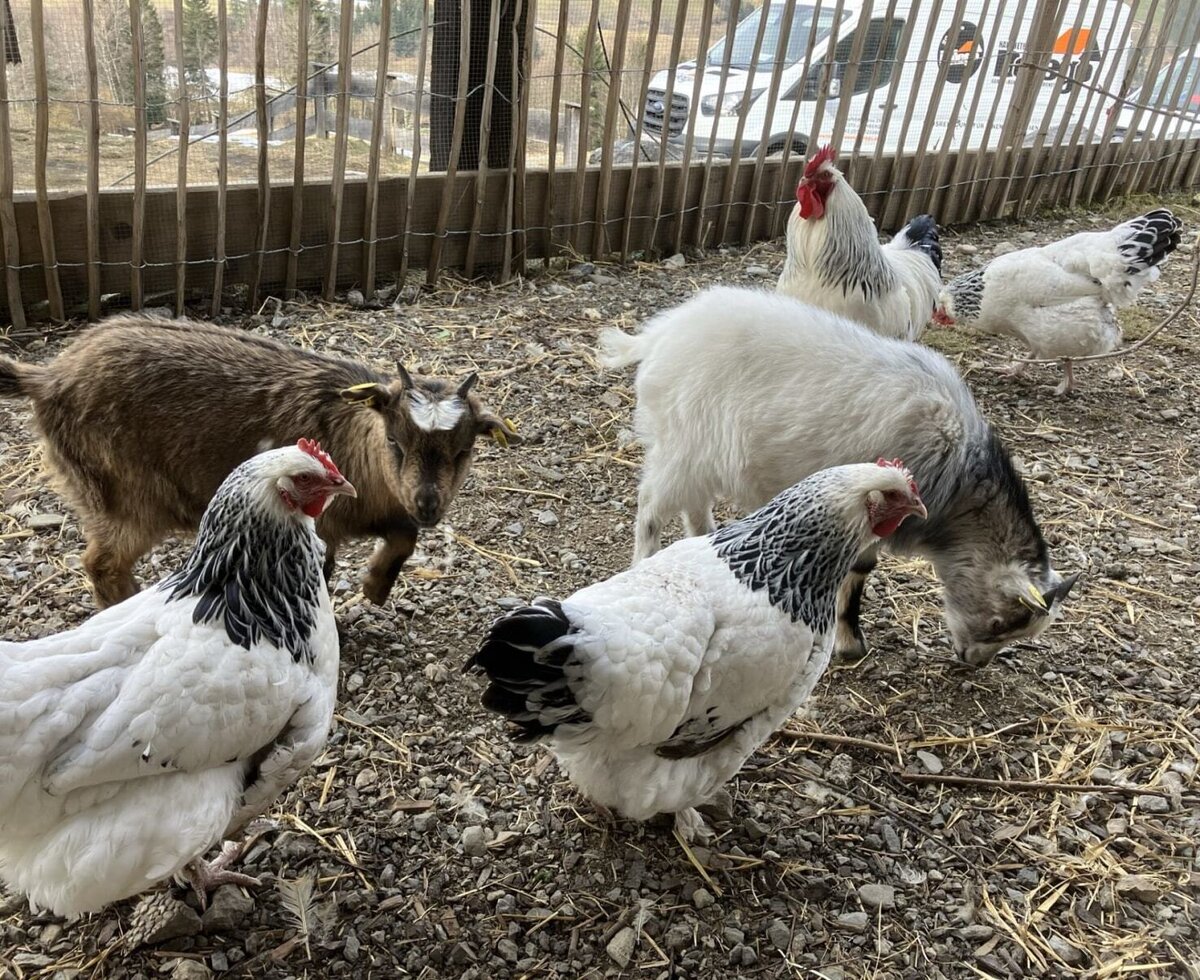 The bed and breakfast's charming animal enclosure with friendly goats and chickens.