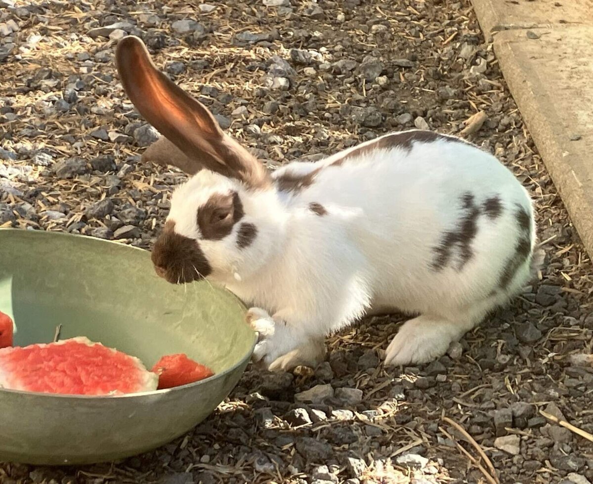 A charming resident rabbit enjoys some fresh watermelon at the bed and breakfast.