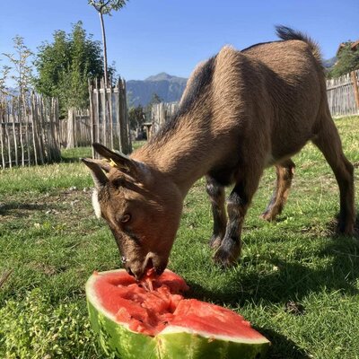 A friendly goat enjoying a fresh watermelon treat in the sunny garden of the bed and breakfast.