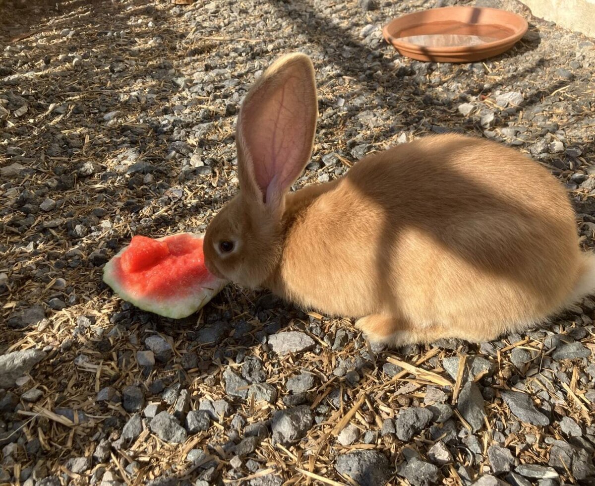 An adorable rabbit enjoying a fresh slice of watermelon in the bed and breakfast's outdoor area.
