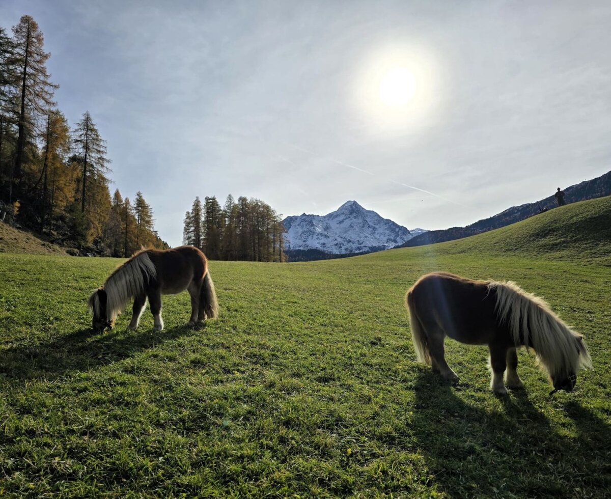 Two ponies grazing in the farmhouse meadow with a mountain backdrop.