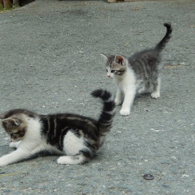 Two kittens on the paved grounds of the farm house.