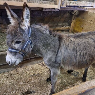 A donkey in the farmhouse stable, standing on hay.