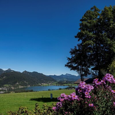 View of the lake and mountains from the farmhouse, with a green field and purple flowers in the foreground.