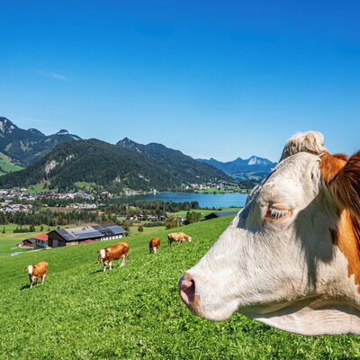 A cow in the green pasture of the organic farm, with other cows and a panoramic view of the lake and mountains in the background.