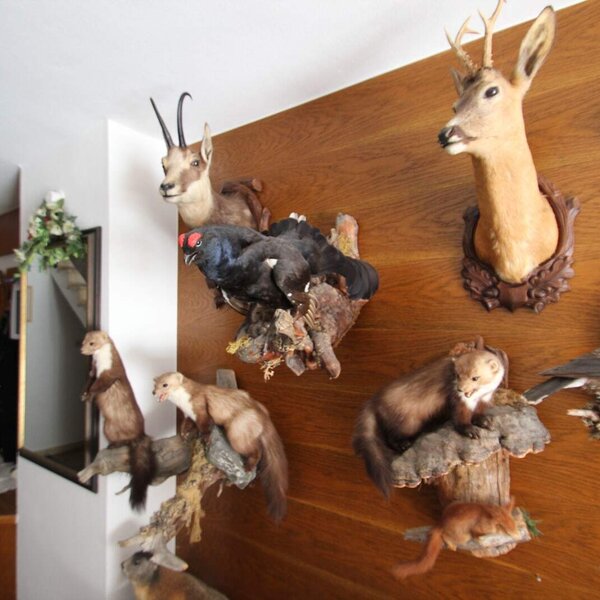 The wooden wall in the Farm House displays a collection of taxidermy animals, including a deer head, chamois head, birds, and martens. The wooden wall in the Farm House displays a collection of taxidermy animals, including a deer head, chamois head, birds, and martens.