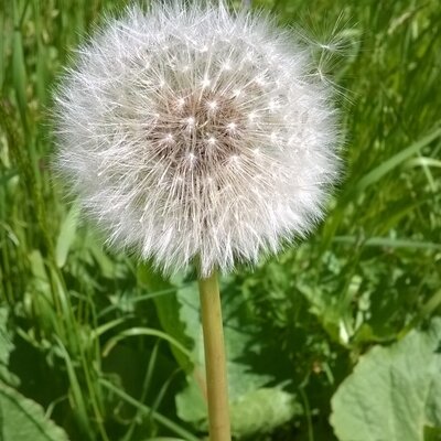 Dandelion