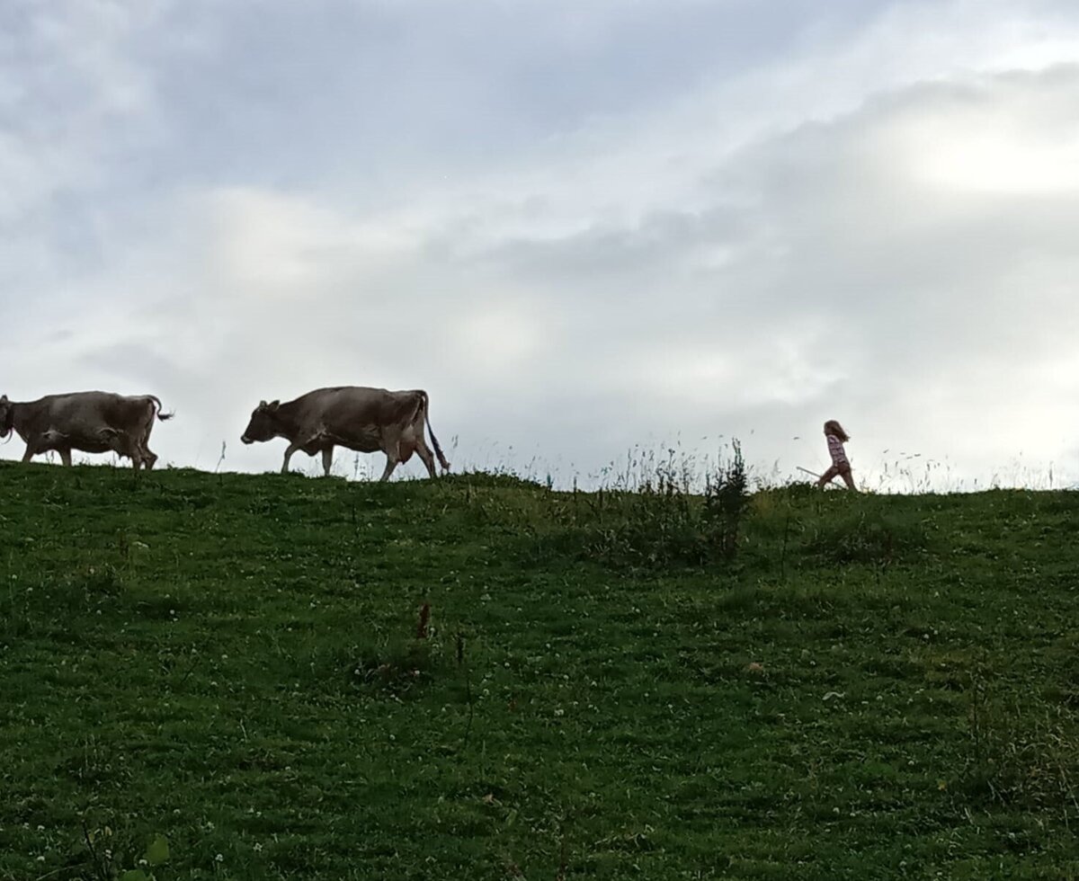 The cows are brought into the stable