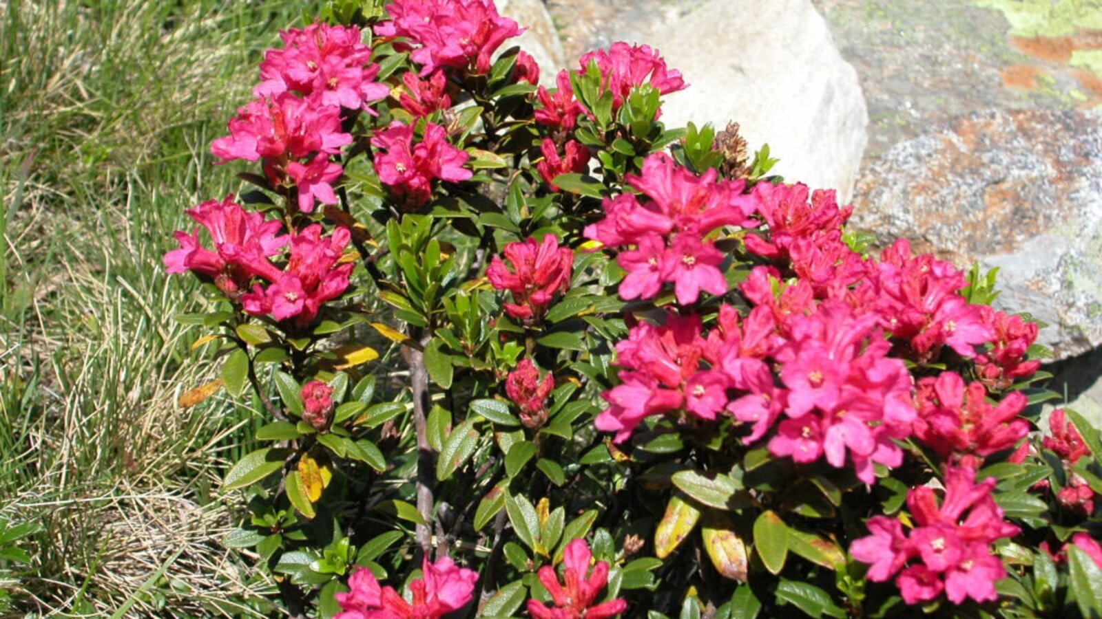 a wonderful time, the alpine rose blossom