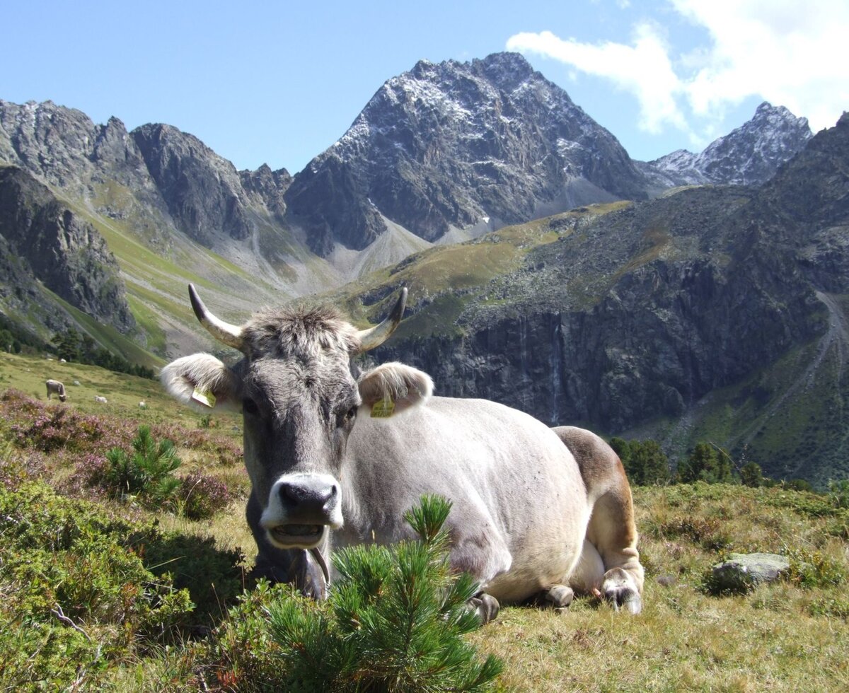 Grey cattle