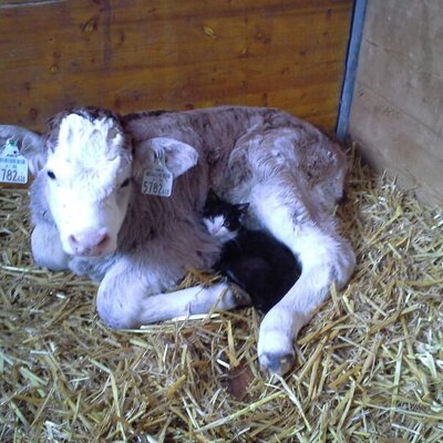Animal friendship