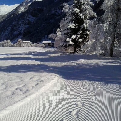 Tracks in the snow