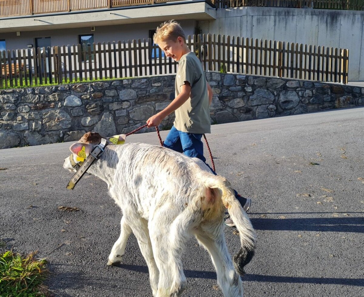 A boy leads a calf on a leash at the farmhouse.