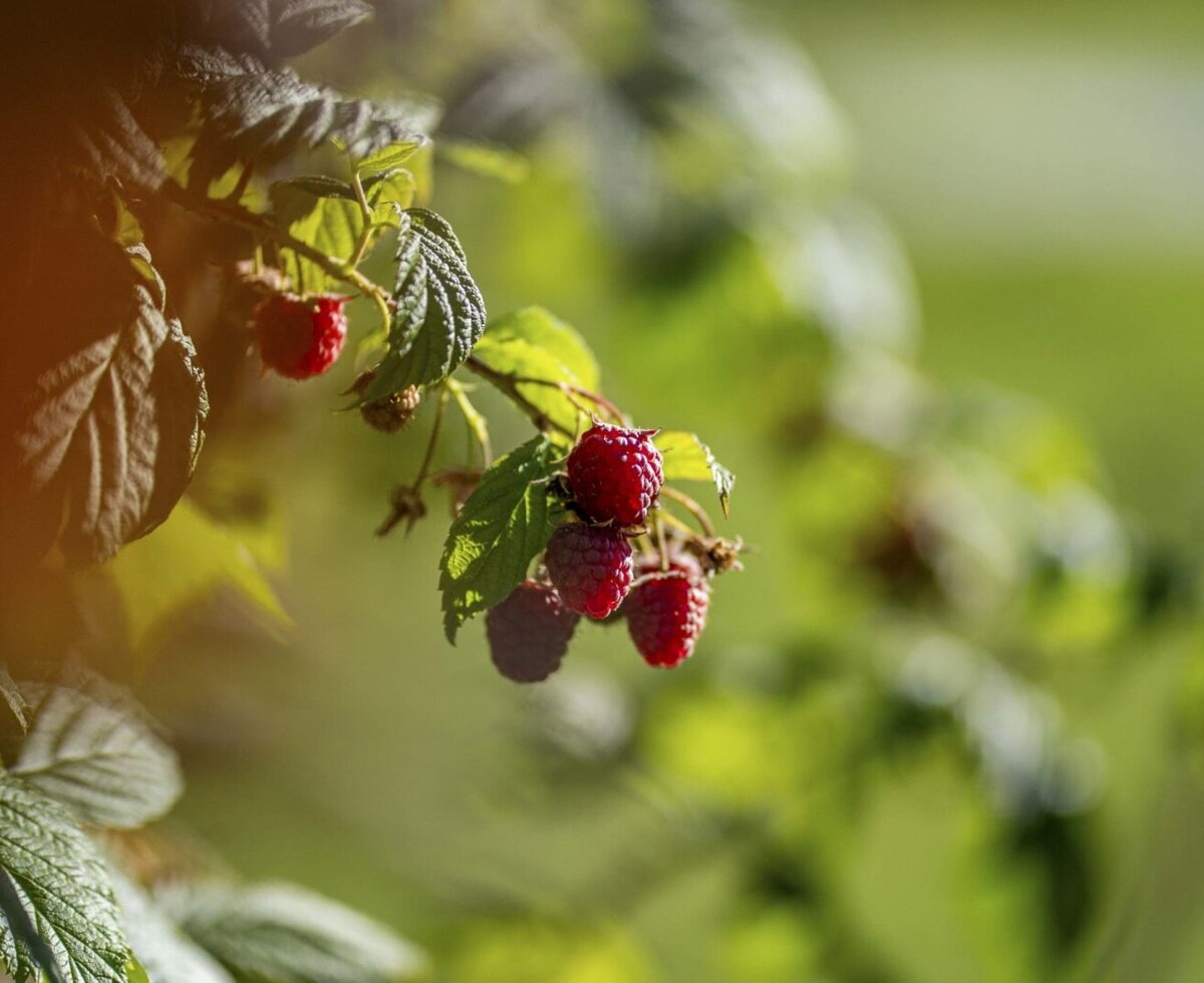 Ripe raspberries on the bush at the Bauernhof.