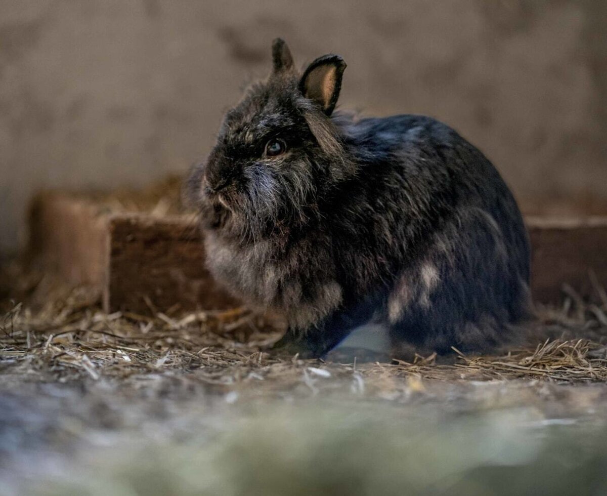 Black rabbit on straw, one of the animals at the farmhouse.
