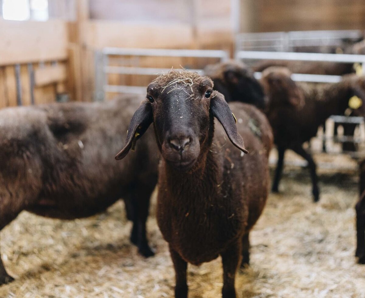 A dark sheep in the barn of the farmhouse.