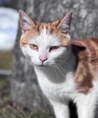 A friendly farm cat welcoming guests at the family-friendly Bauernhof.