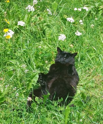 A black cat relaxes in the sunny grass among wildflowers on the Farm House grounds.