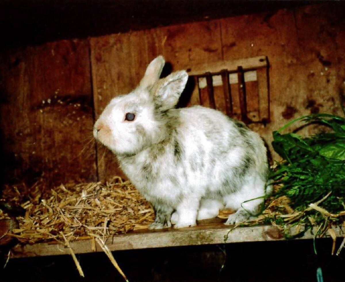 A white and grey rabbit in its hutch with hay and fresh greens at the Farm House.