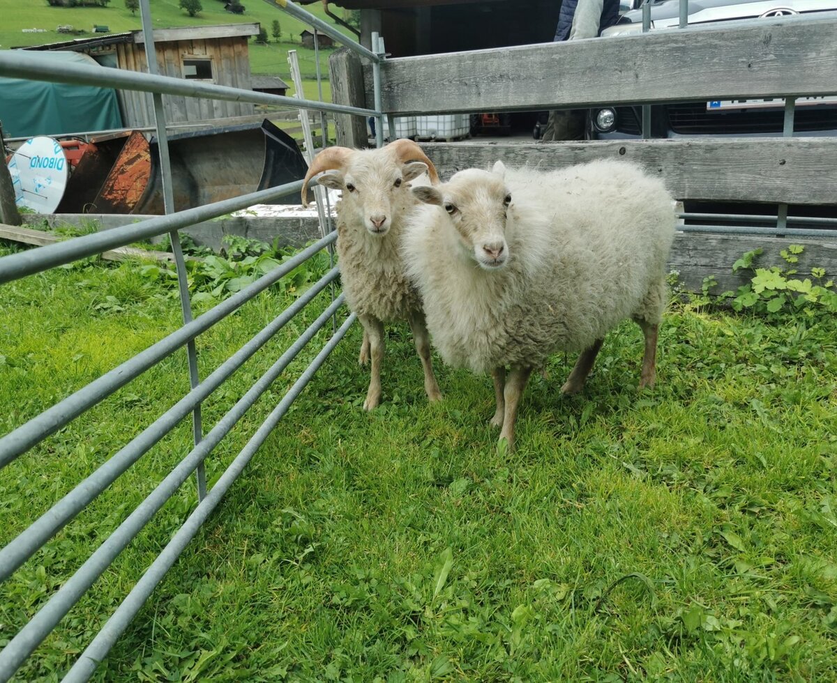 minisheep Hansl&Gretl