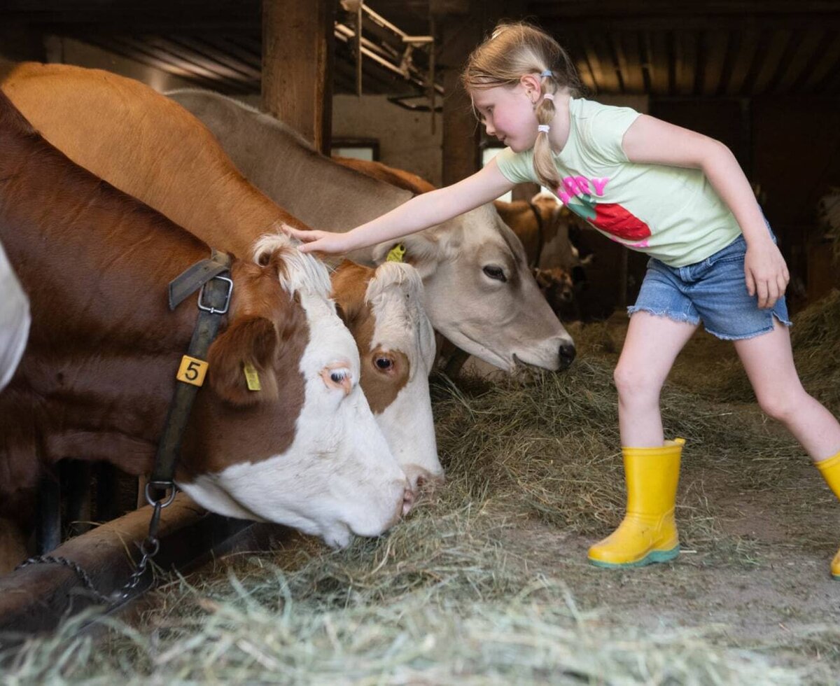 Cows in the cowshed