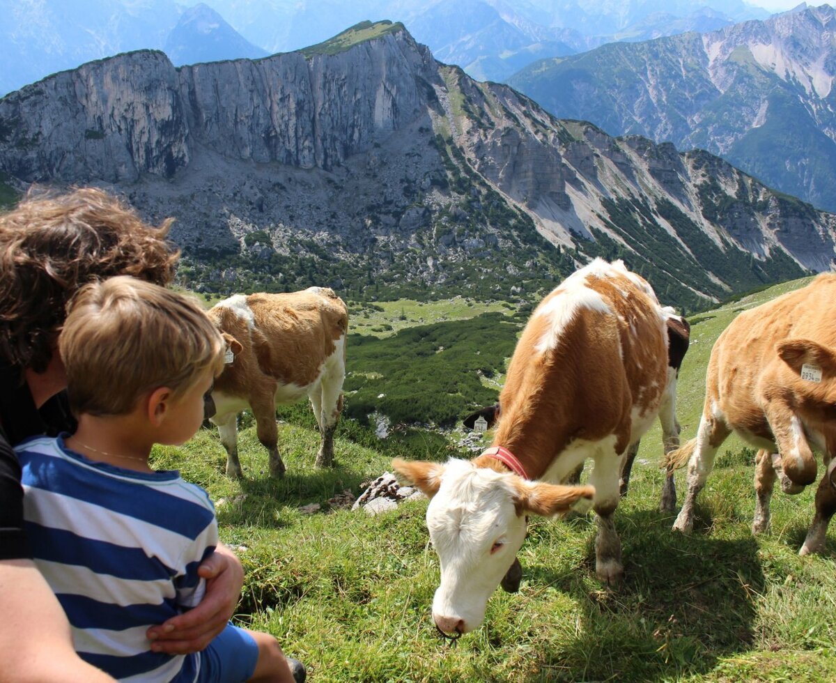 Guests can observe cows grazing on a mountain pasture with rocky peaks in the background, a typical scene for a Farm House stay.