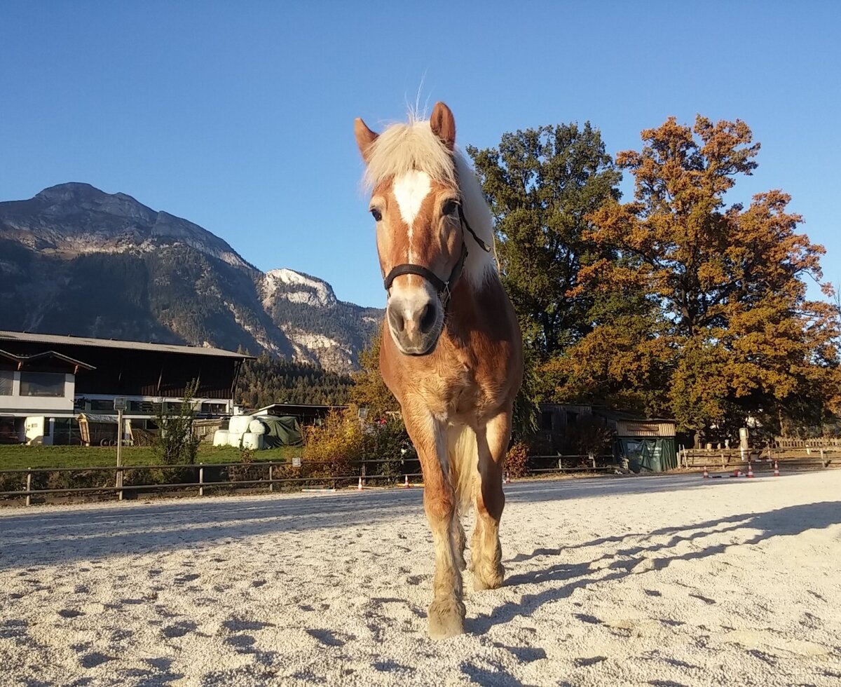 A horse stands in a sandy paddock at the Farm House, with mountain views and farm buildings in the distance.