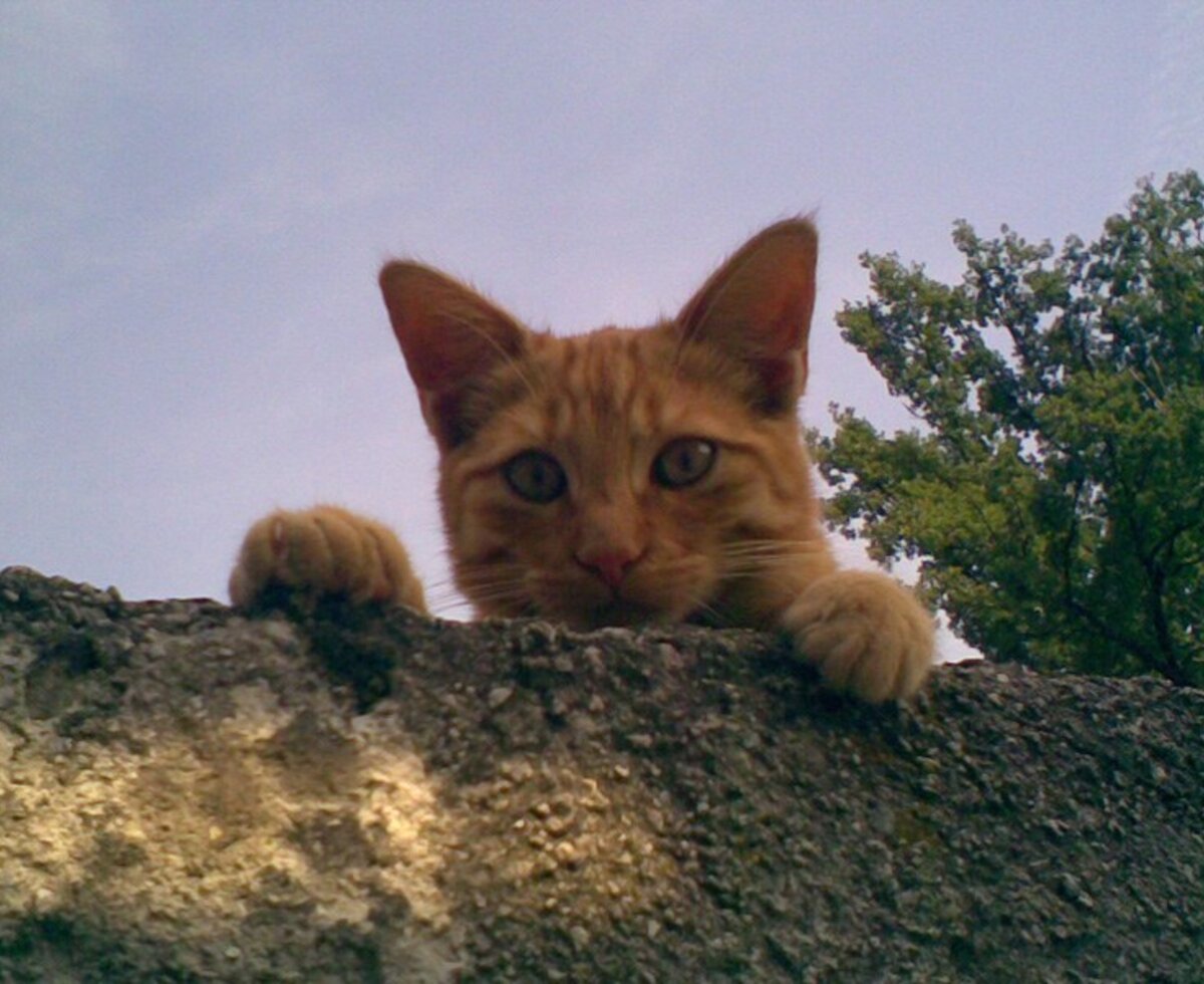 An orange cat peeking over a stone wall at the Farm House.