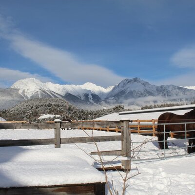 Horse in a snowy paddock with snow-covered mountains in the background, part of the Ap­par­te­ments' surroundings.