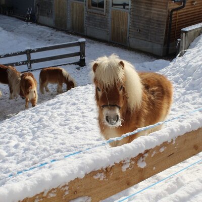 Several ponies in the snowy enclosure of the Ap­par­te­ments, with one looking towards the camera.