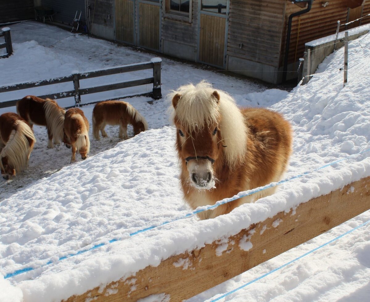 Several ponies in the snowy enclosure of the Ap­par­te­ments, with one looking towards the camera.