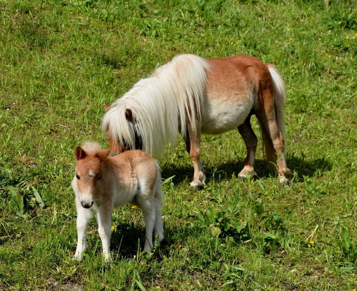 An adult pony and a foal grazing in the field at the Ap­par­te­ments.