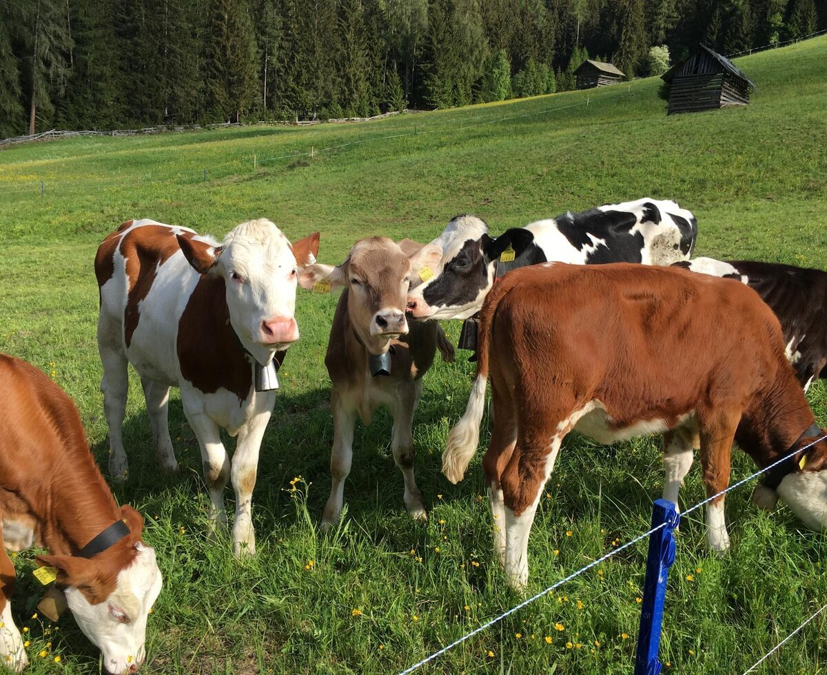 Cows grazing in the green meadow, highlighting the natural surroundings of the Ap­par­te­ments.