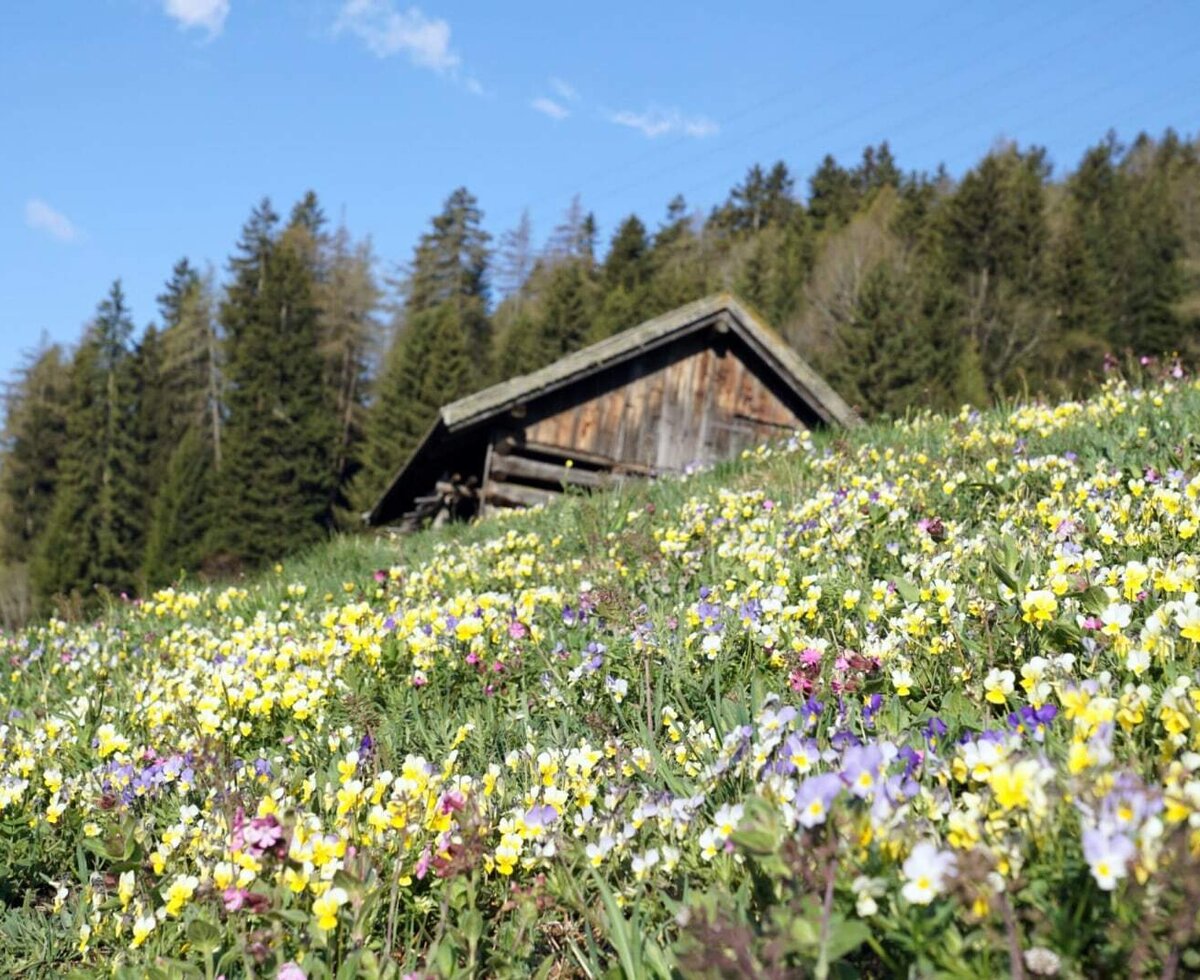 A wooden hut on a flowering hillside with a forest in the background.