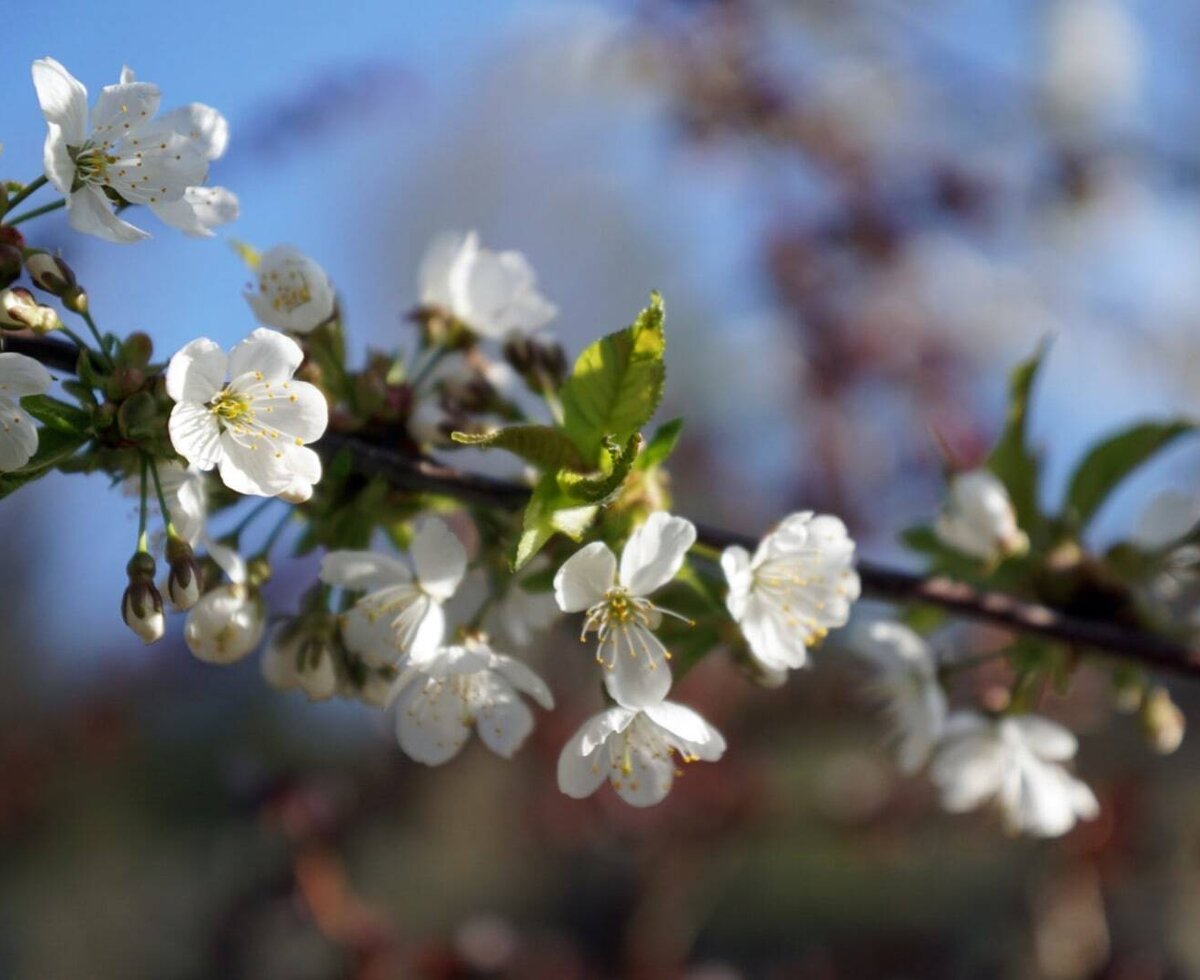 Cherry blossom branch with white flowers and young green leaves.