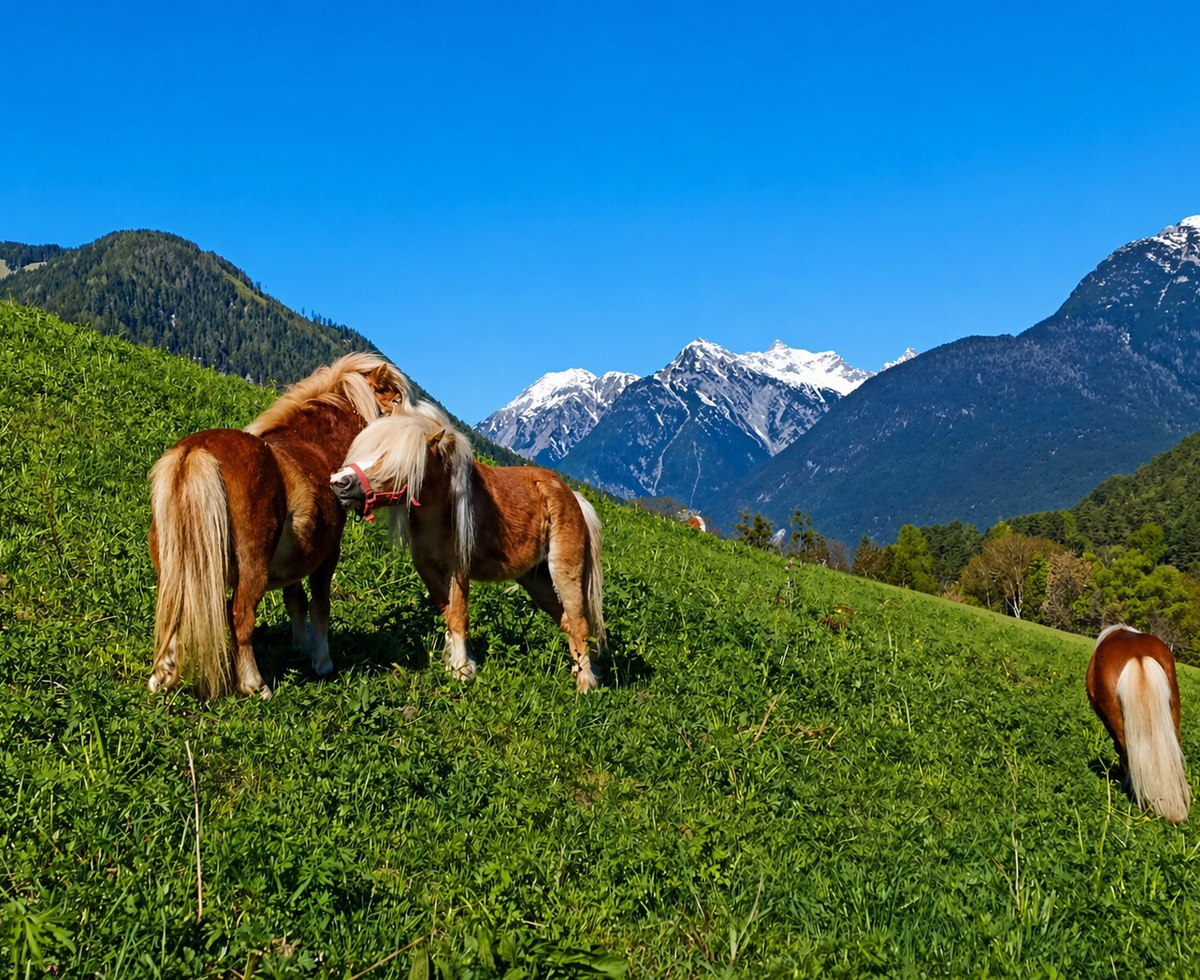Horses on a green meadow with a view of mountains and snow-capped peaks in the area of the Ap­par­te­ments.