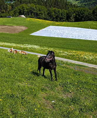 Horse and alpacas in the meadow of the Ap­par­te­ments, surrounded by a mountain and forest landscape.
