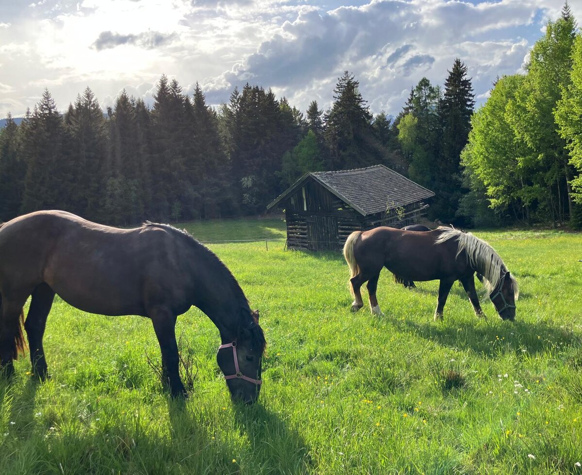 Two horses grazing in a meadow with a wooden shed and trees in the background.