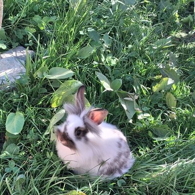 A rabbit in the grass on the grounds of the Ap­par­te­ments.