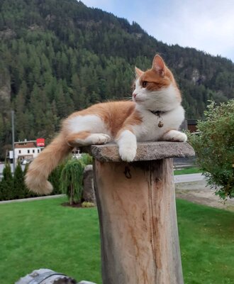 An orange and white cat resting outdoors at the Farm House, one of the animals available for guests to stroke.
