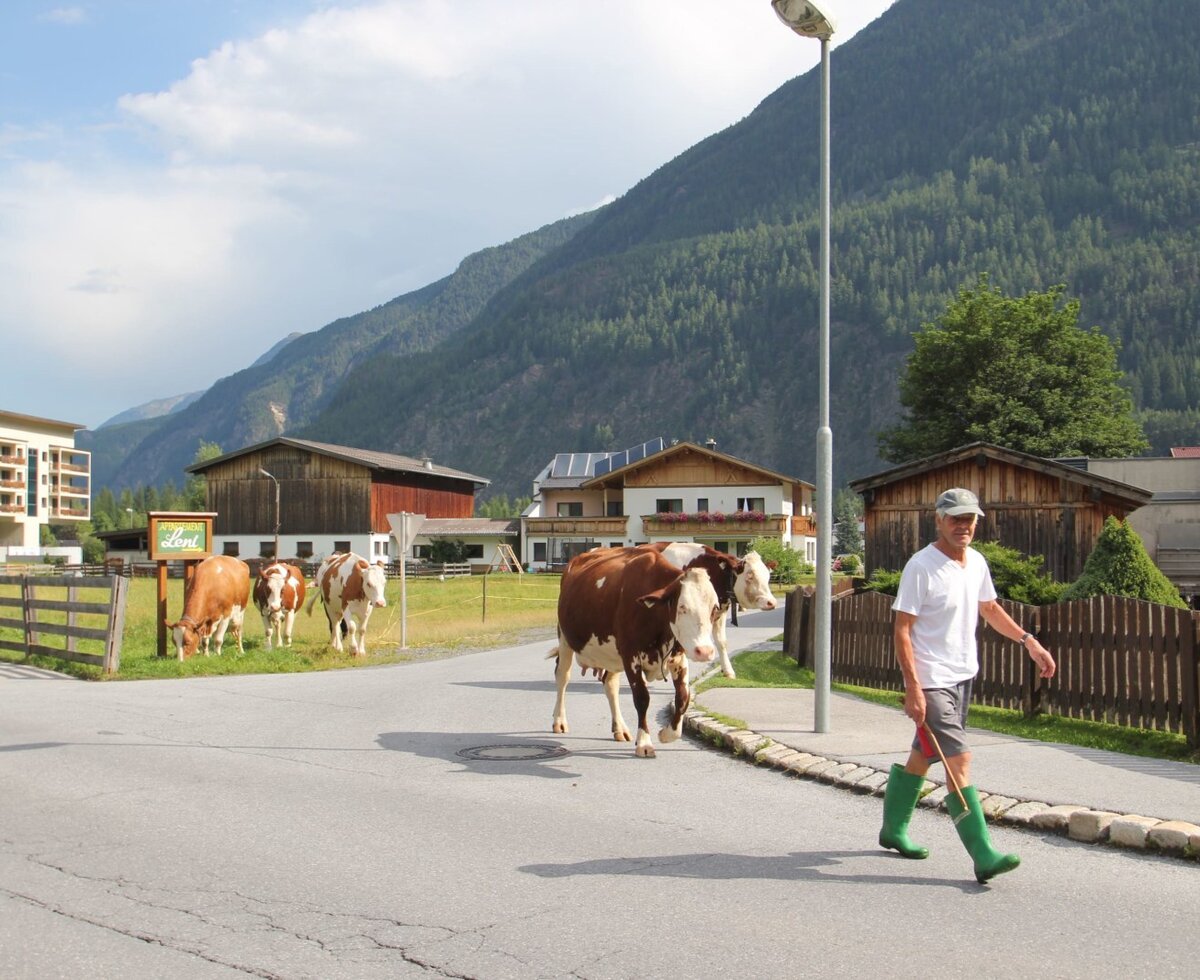Drive animals to pasture