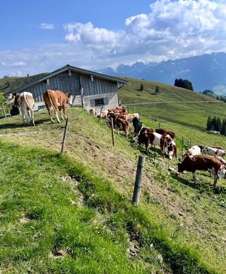 Hinter der Hütte , beim grasen